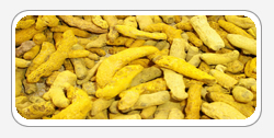 Curcuma